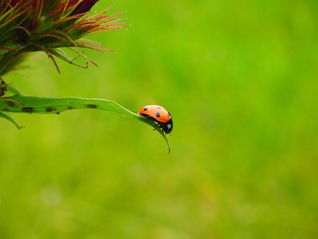 ladybug photo