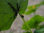 ladybug, lice, full