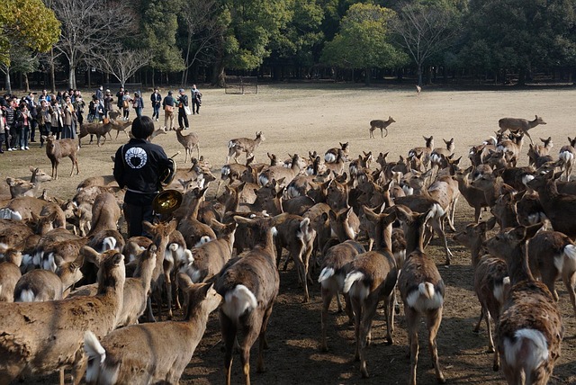 Free Japan Nara photo and picture