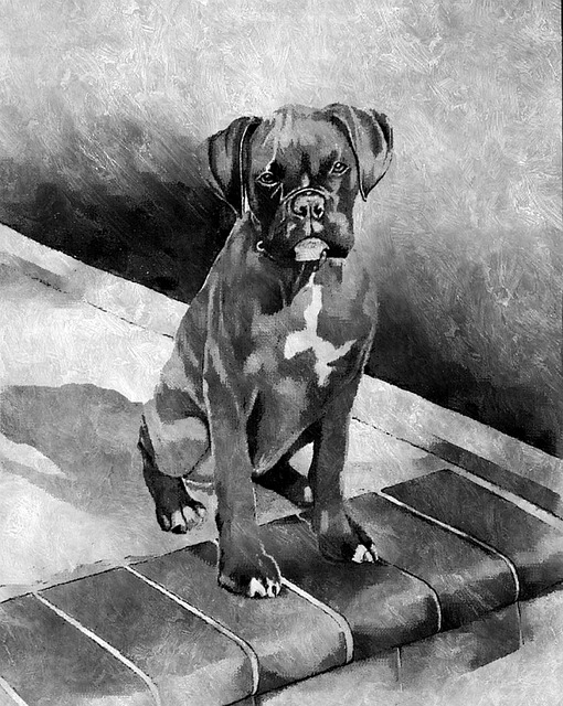 Boxer, Hündchen, Hund, Haustier