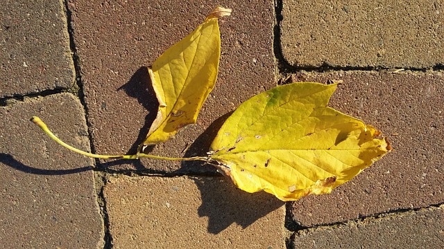 Free Autumn Leaf photo and picture