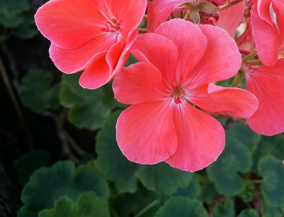 Geranium Flower Pink - Free photo on Pixabay - Pixabay