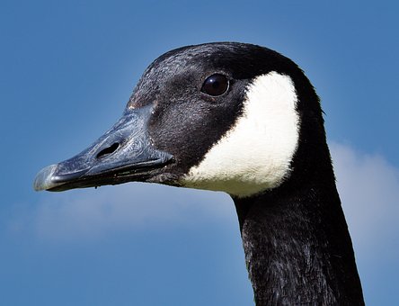 Ente, Vogel, Natur, Wasservogel, Teich