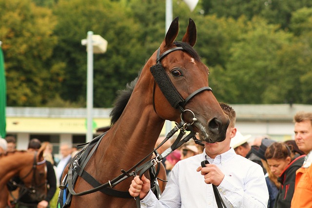Free Racehorse Horse photo and picture