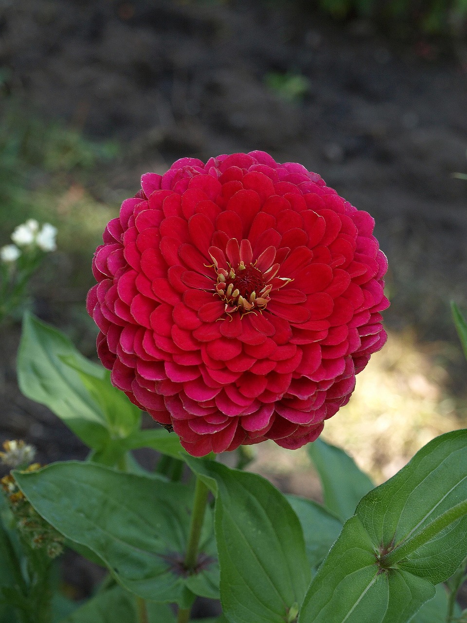 Zinnia Dahlia Elegans Free photo on Pixabay Pixabay