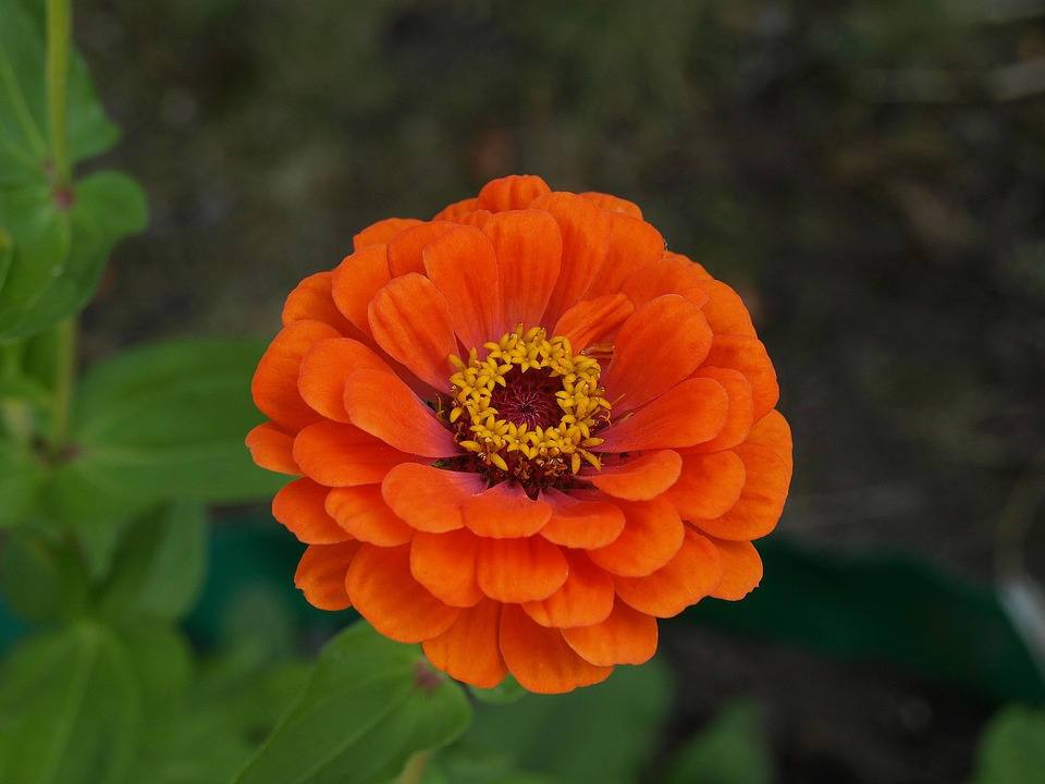 Free photo Zinnia Daliowa, Zinnia Elegans Free Image on Pixabay