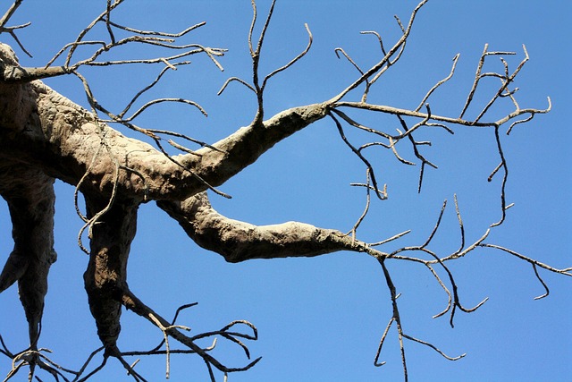 Baum, Hände, Finger, Baobab