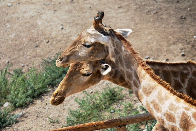 Giraffen, Nacken, Tiere, Tier, Natur