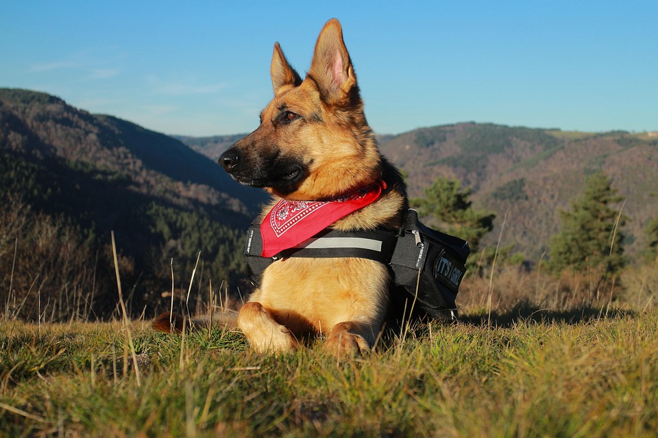 Berger, Deutsch, Deutsch Shepherd, Tiere, Haustier