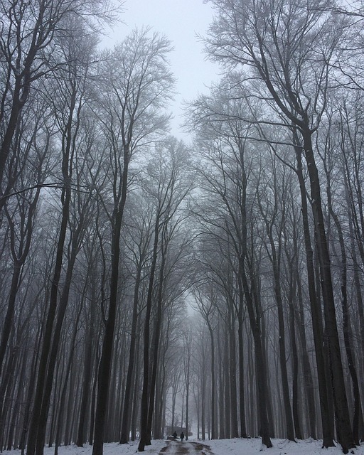 Free Trees Winter photo and picture