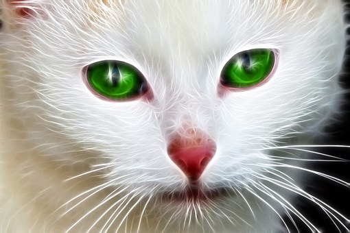 Animais De Estimação, Branco