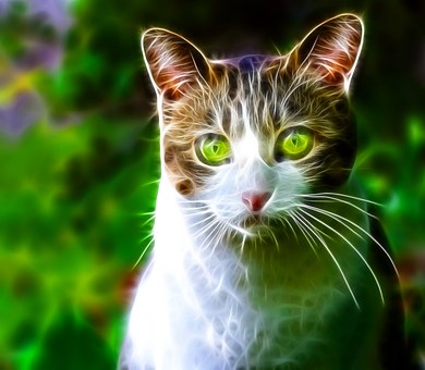 Gato, Felino, Mascote, Animal