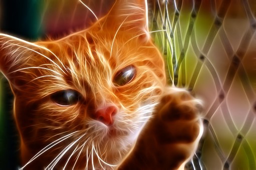 Gato, Felino, Mascote, Animal
