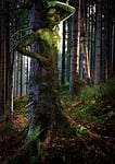 dryad, girl, leśna