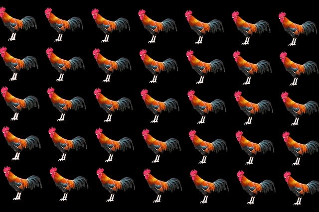 Free background pattern chicken fowl illustration