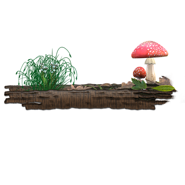 Free mushroom nature mushrooms illustration