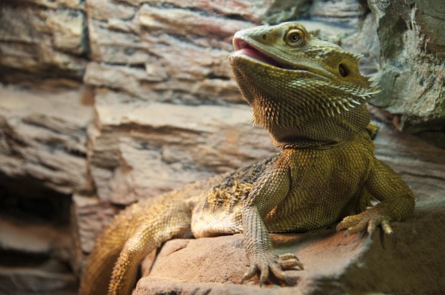Animal Lizard Fauna - Free photo on Pixabay