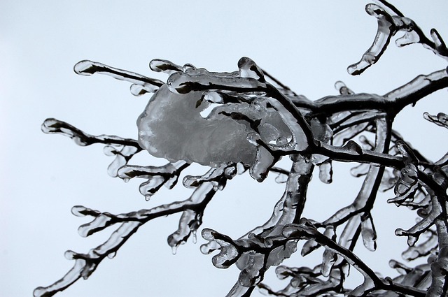 Winter, Eis, Baum, Kalt, Jahreszeit