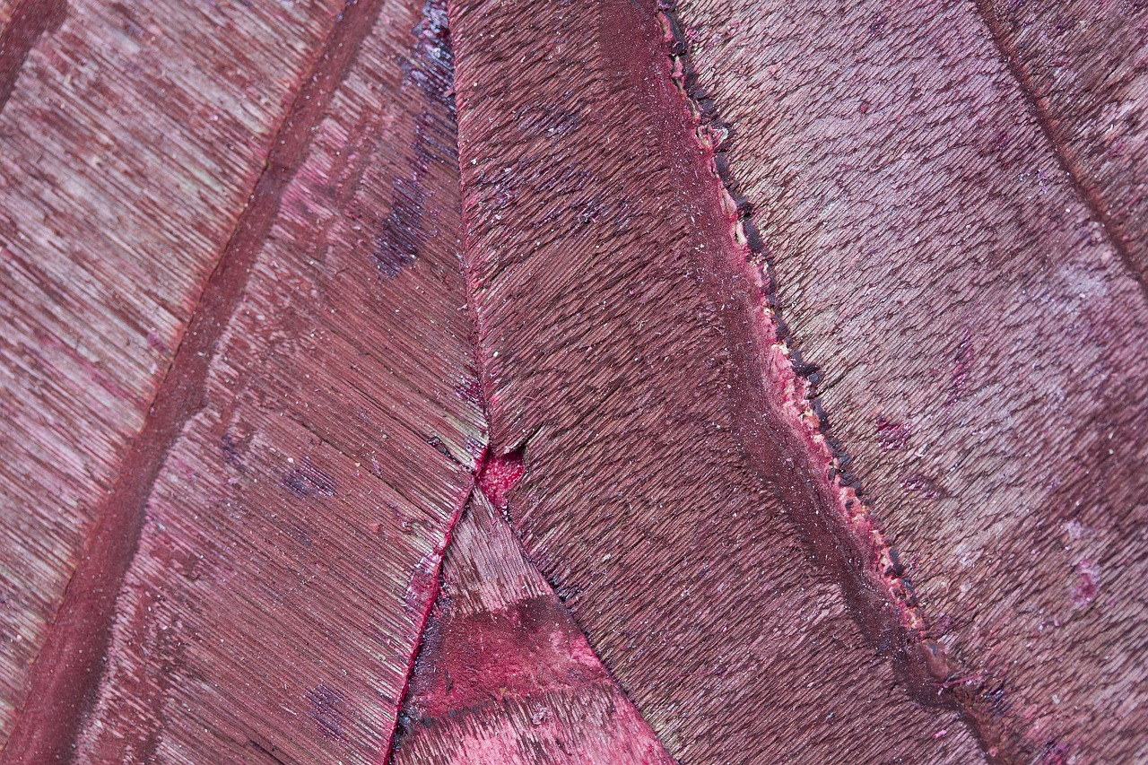 Wood Bark Structure - Free photo on Pixabay
