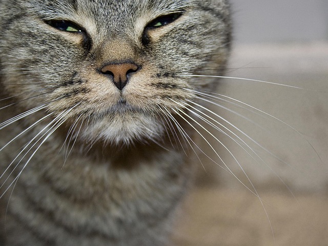 Kat, Dyr, Kæledyr, Portræt Af Kat