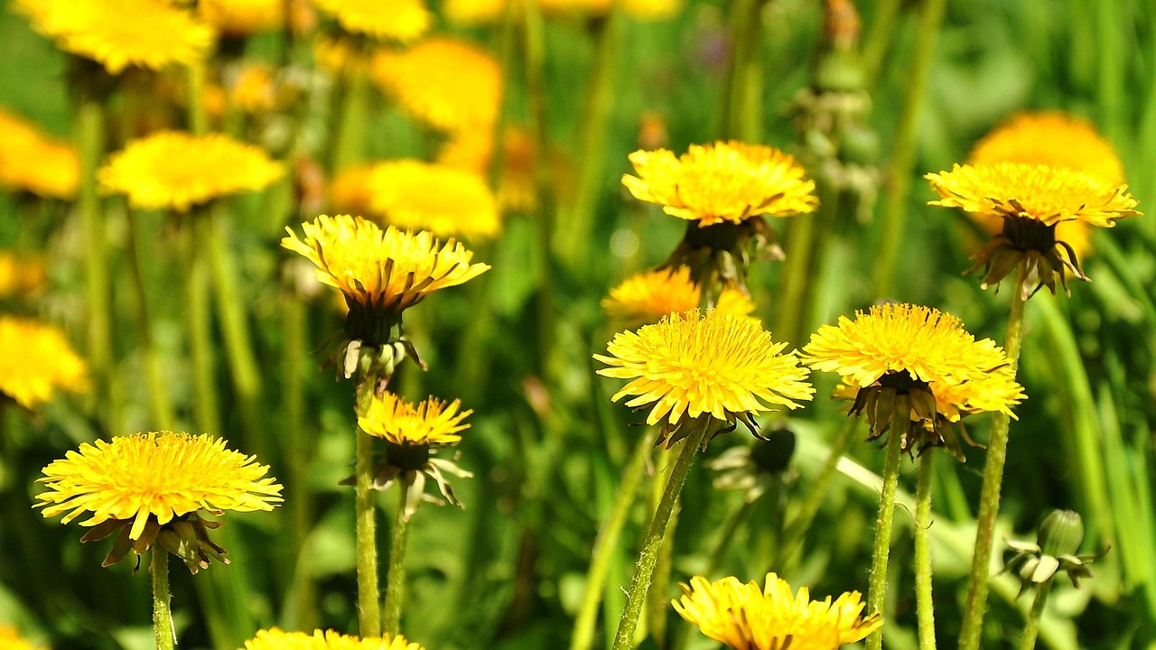 Löwenzahn Gelbe Blume Frühling · Kostenloses Foto auf Pixabay
