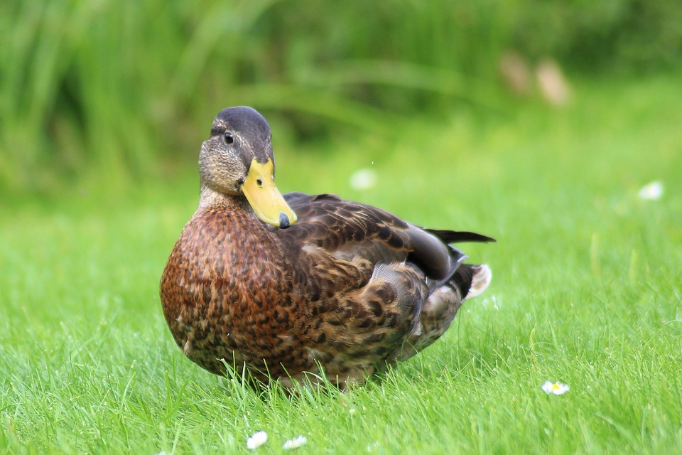 Pato Picture Pato Selvagem Natureza - Foto gratuita no Pixabay - Pixabay