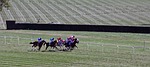 horse, race, illinois