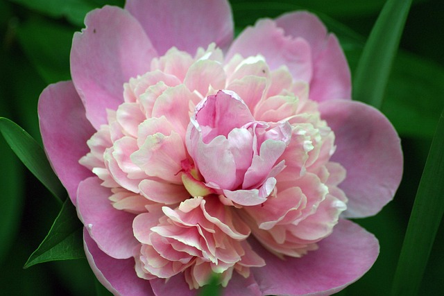 Free Flower Peony photo and picture