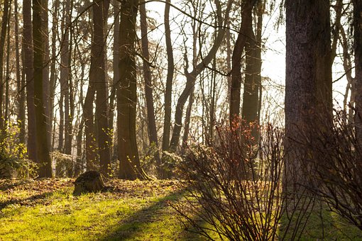 Woud, Licht, Zon, Goud, Zonnig, Geel