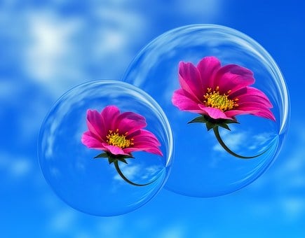 Rosa, Blütenblätter, Blume, Blasen, Blau
