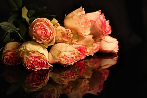 Reflexionen, Rosen, Blumen, Spiegel