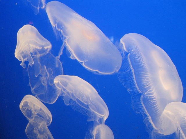 Jelly Fish Water Jellyfish - Free photo on Pixabay