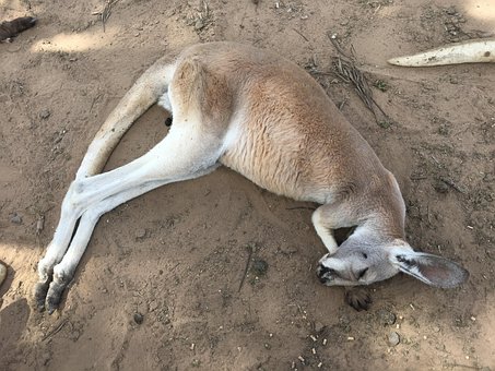 カンガルー, 寝相, 寝る, 接地, 動物園