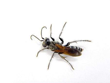 Free Wasp Insect photo and picture