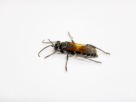 Free Wasp Insect photo and picture