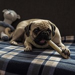 pug, stella, dog
