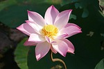 lotus, vietnam, asia