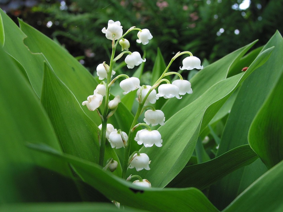 Lily Of The Valley Spring Fresh Free photo on Pixabay