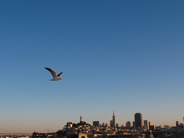 Free Seagull San Francisco photo and picture