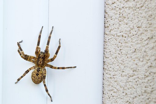 Araña, Insecto, Grande, Presa