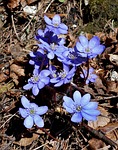 liverwort, dolinka bolechowicka, spring