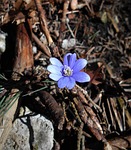 liverwort, valleys near cracow, spring flower