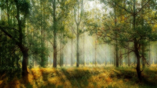Free landscape orton effect orton illustration