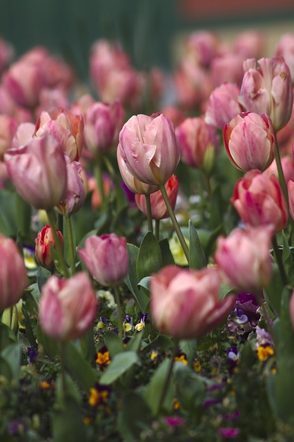 Free Tulips Flowers photo and picture
