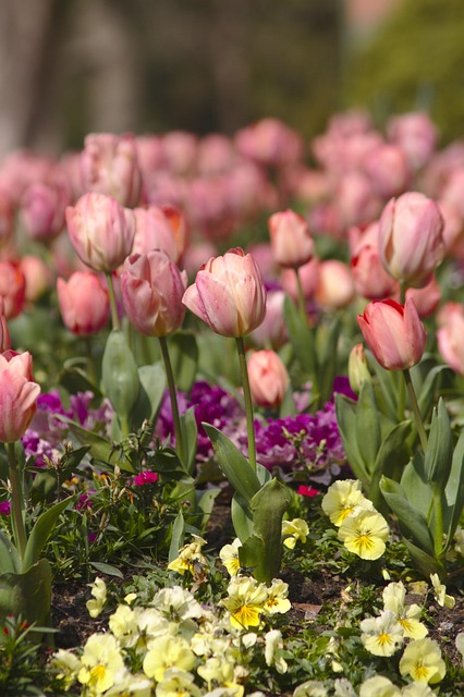 Free Tulips Flowers photo and picture