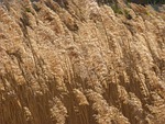 cañas, river, wind