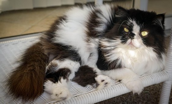 6 Free Himalayan Persian Himalayan Cat Images