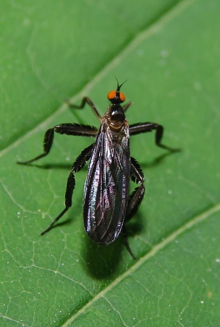 Free Bug Plants photo and picture