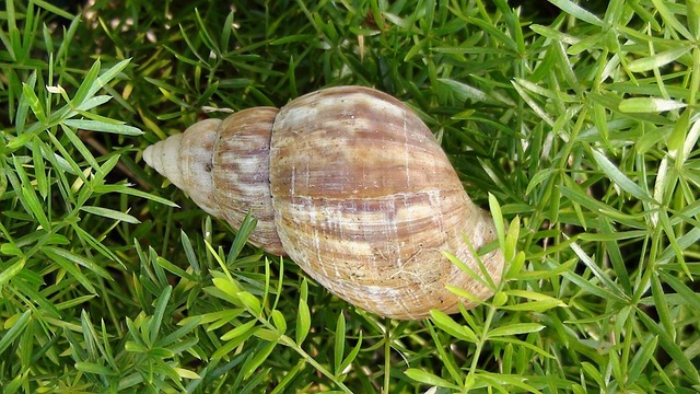 Slak, Schelp, Gras, Buitenshuis, Natuur