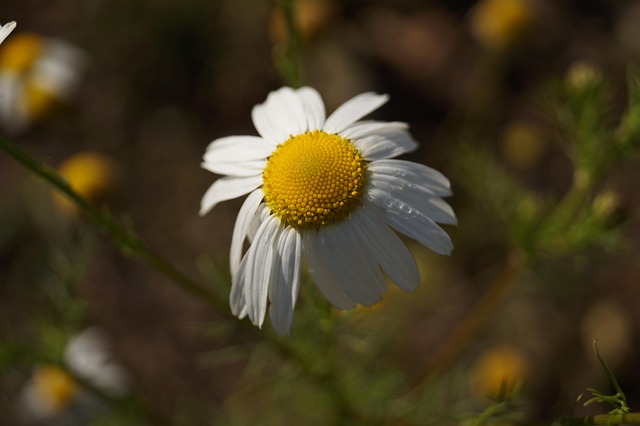 Margaretă, Floare, Alb, Natură